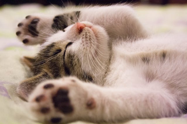 Investing in Cat Meme Coins: A comprehensive guide using the Bitget Wallet